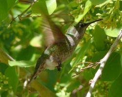 Kolibri in freier Wildbahn